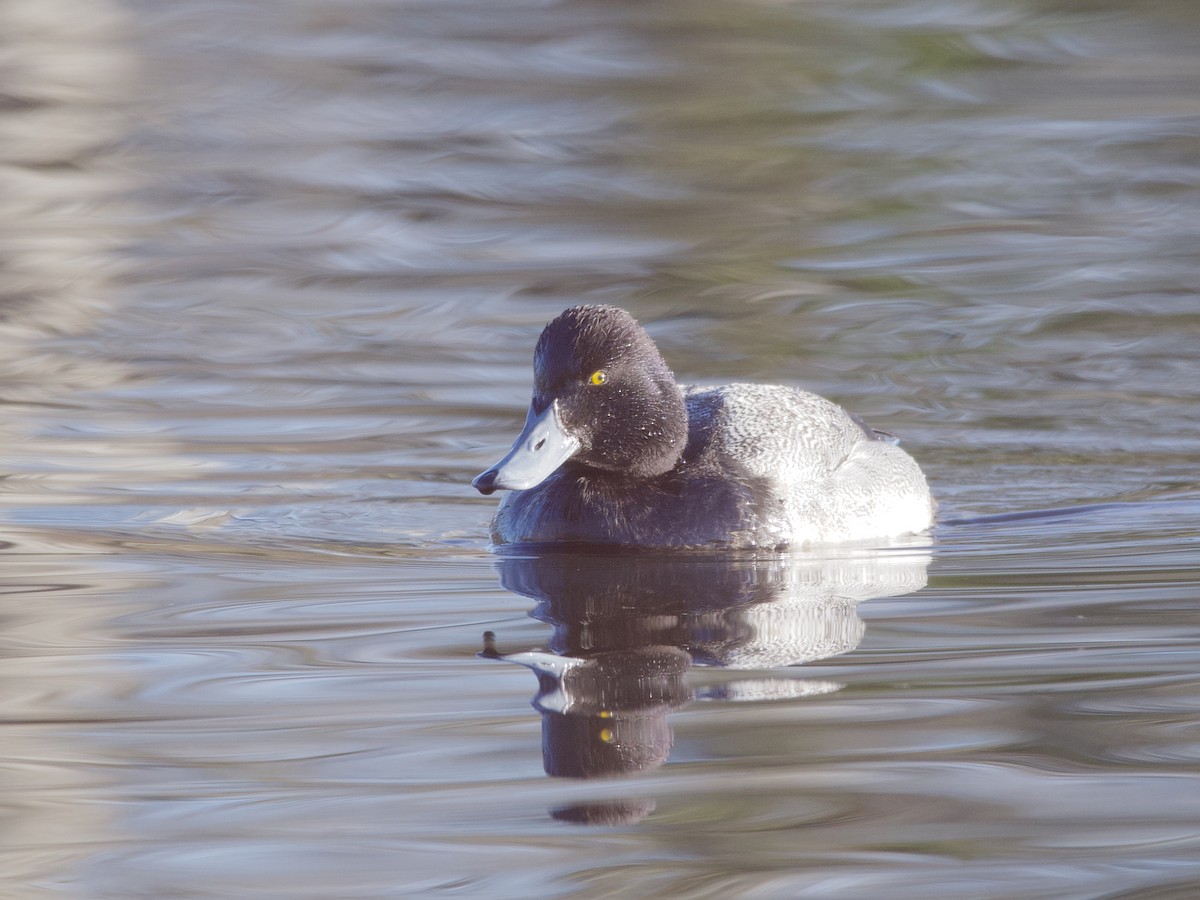 Lesser Scaup - ML638307808