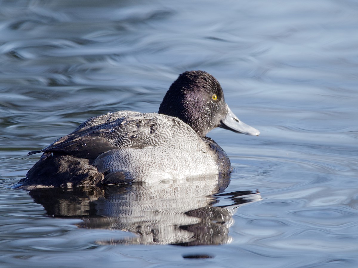 Lesser Scaup - ML638307809