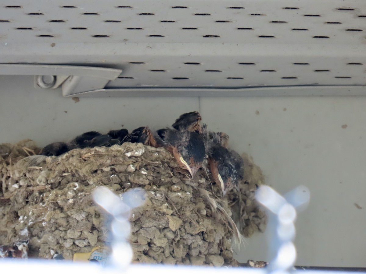 Barn Swallow (American) - ML638307810