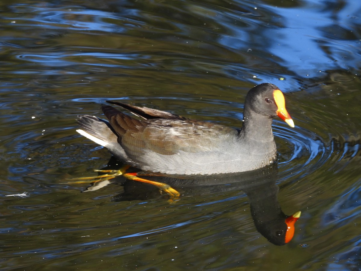 Dusky Moorhen - ML638307812