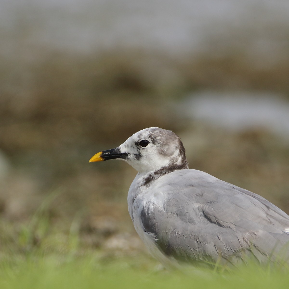 Sabine's Gull - ML638307818
