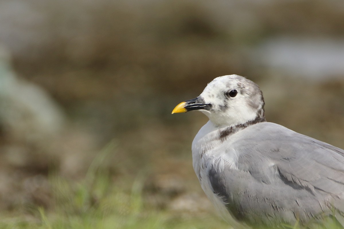 Sabine's Gull - ML638307819