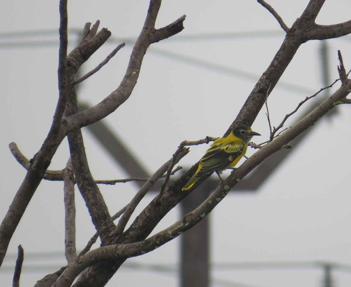 Black-hooded Oriole - ML638307827