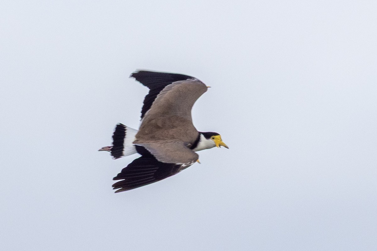 Masked Lapwing - ML638307830