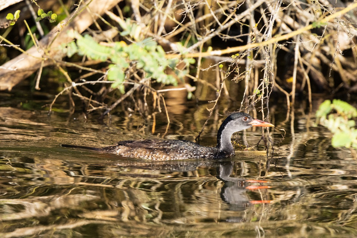 African Finfoot - ML638307836