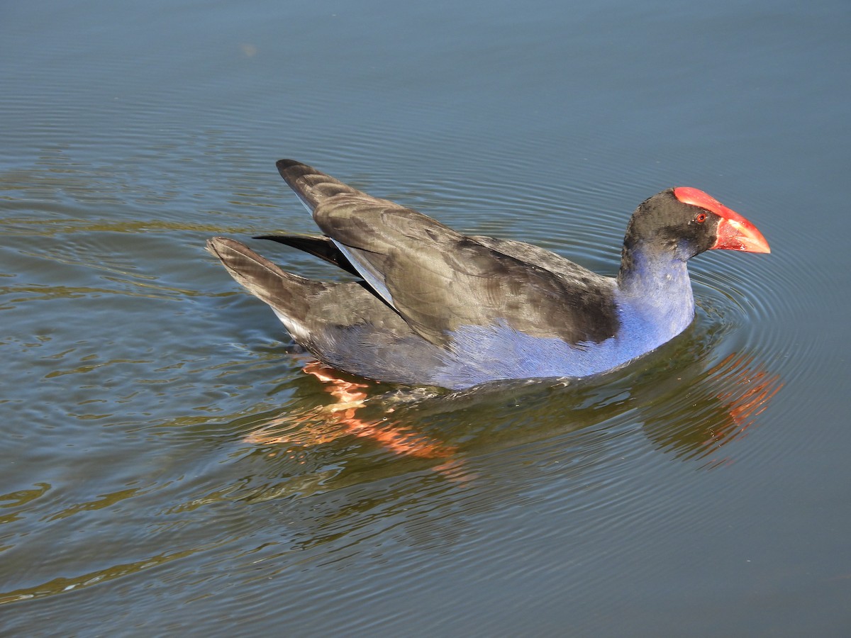 Australasian Swamphen - ML638307837