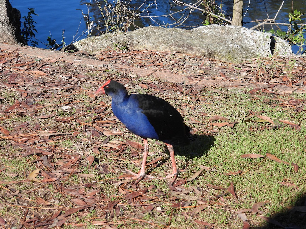Australasian Swamphen - ML638307841
