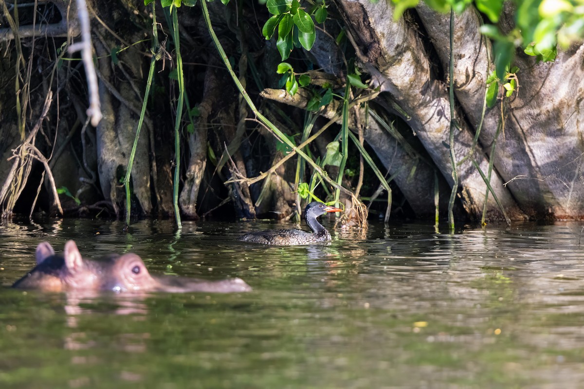 African Finfoot - ML638307843