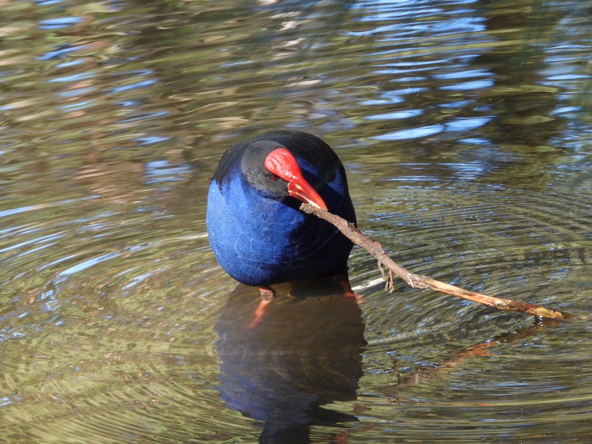 Australasian Swamphen - ML638307846