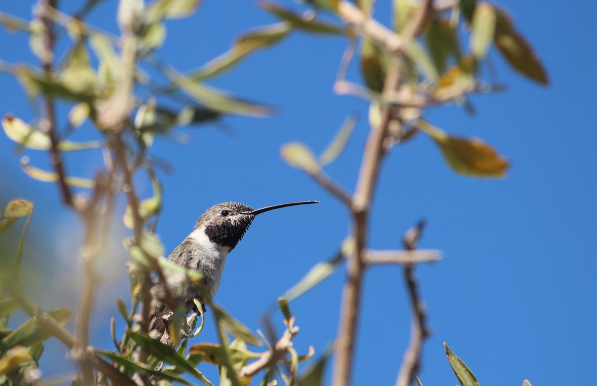 Oasis Hummingbird - ML638307852