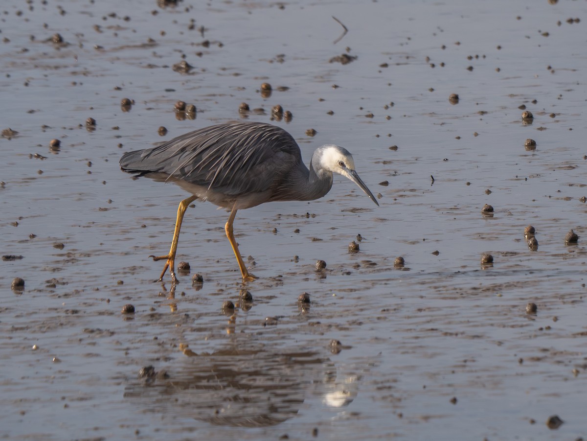 White-faced Heron - ML638307855