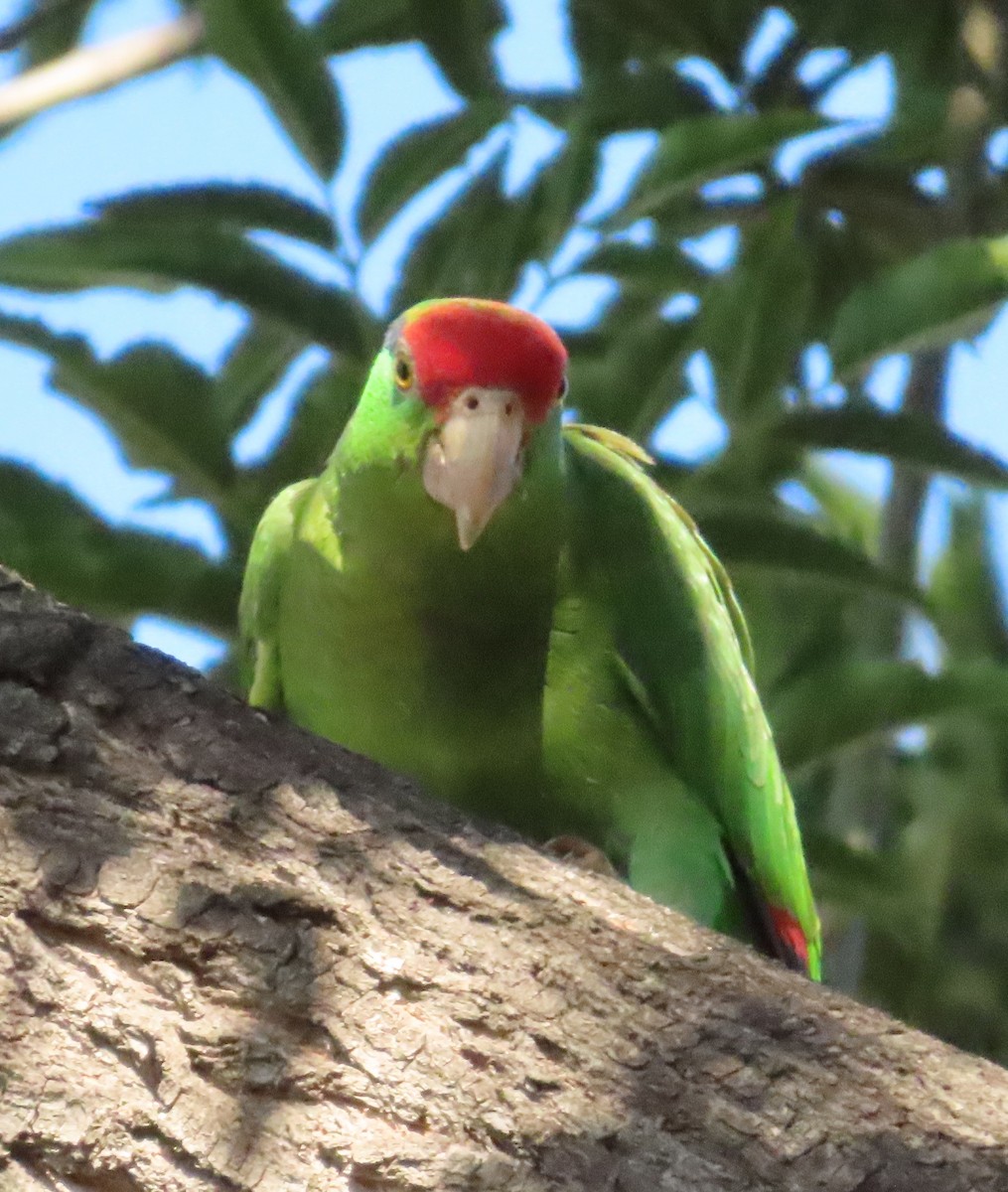 Red-crowned Amazon - ML638307870