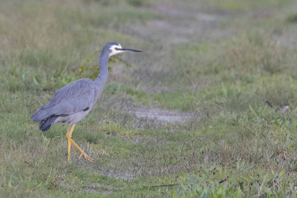 White-faced Heron - ML638307872