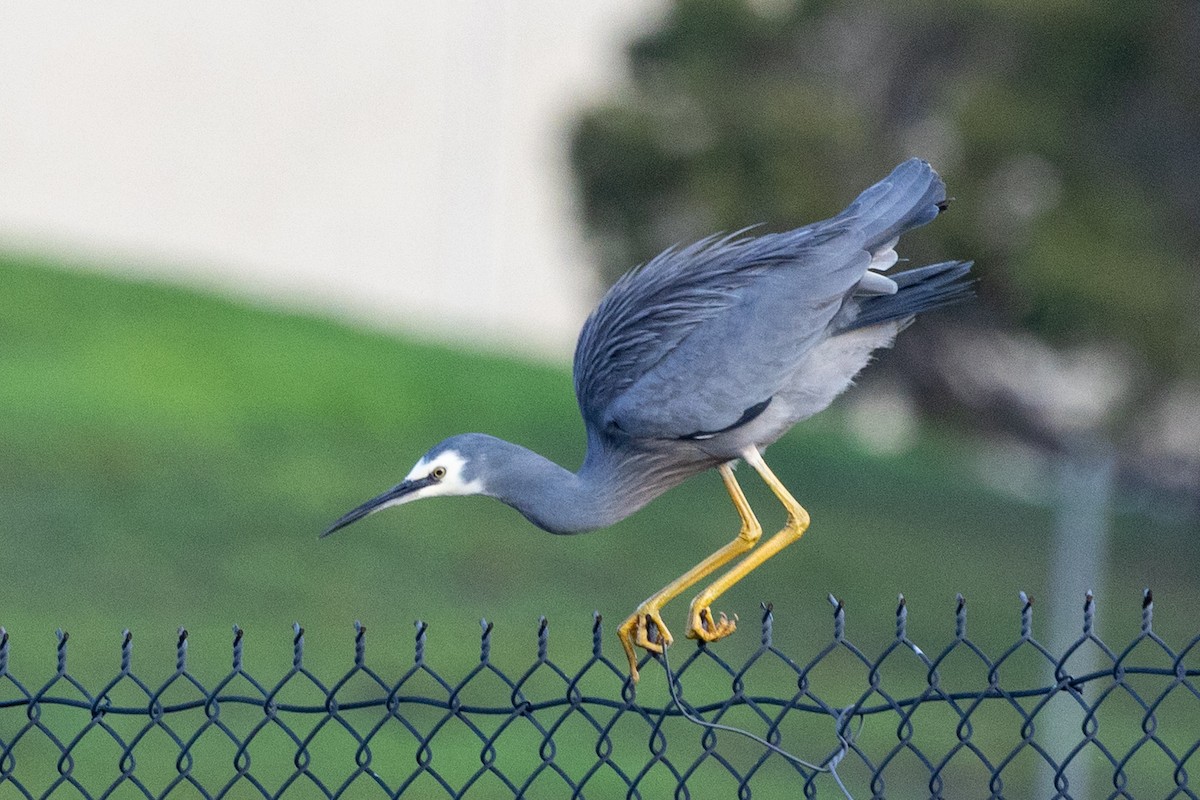 White-faced Heron - ML638307873