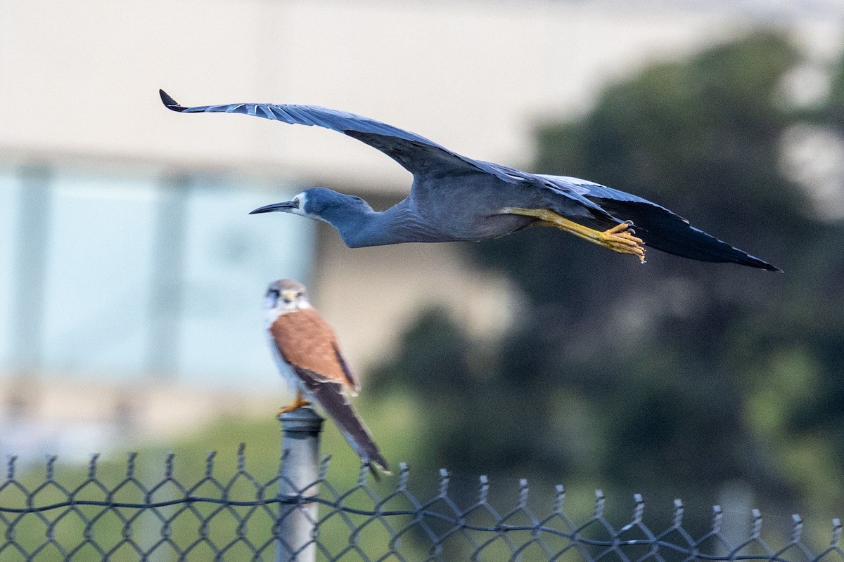 Nankeen Kestrel - ML638307874