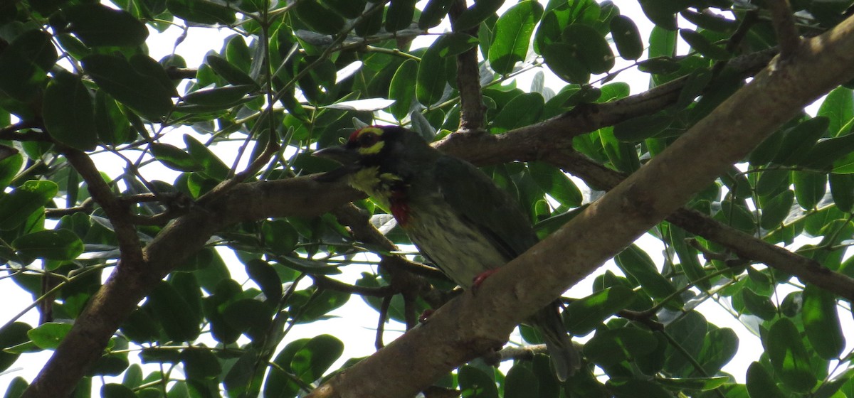 Coppersmith Barbet - ML638307876