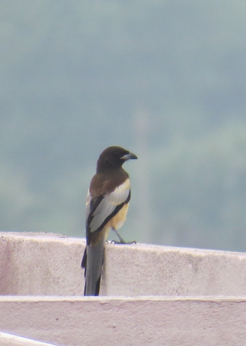 Rufous Treepie - ML638307878