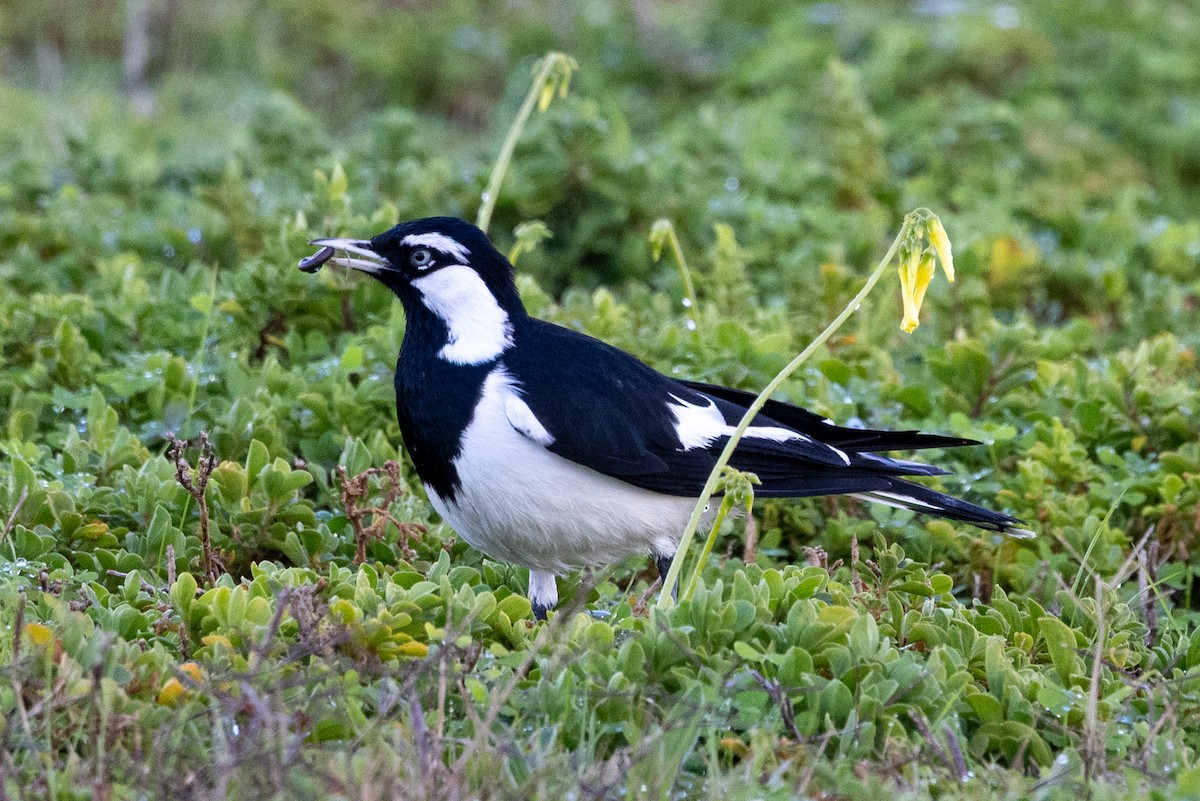 Magpie-lark - ML638307883