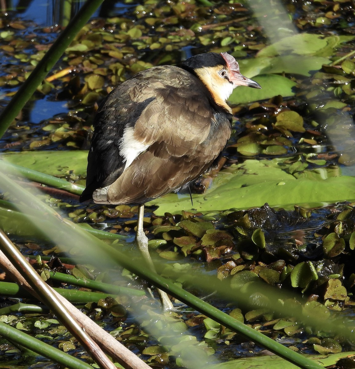 Comb-crested Jacana - ML638307884