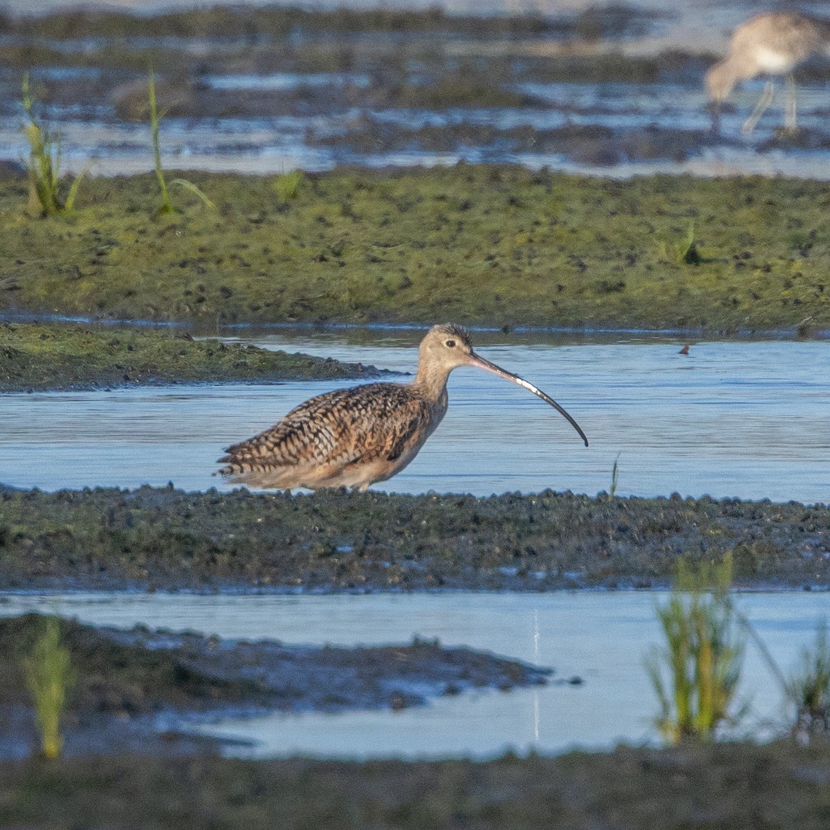 アメリカダイシャクシギ - ML638307903