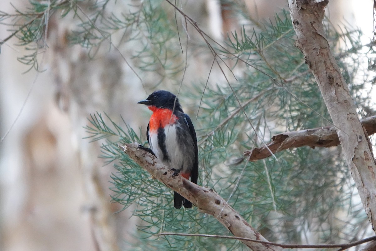 Mistletoebird - ML638307906