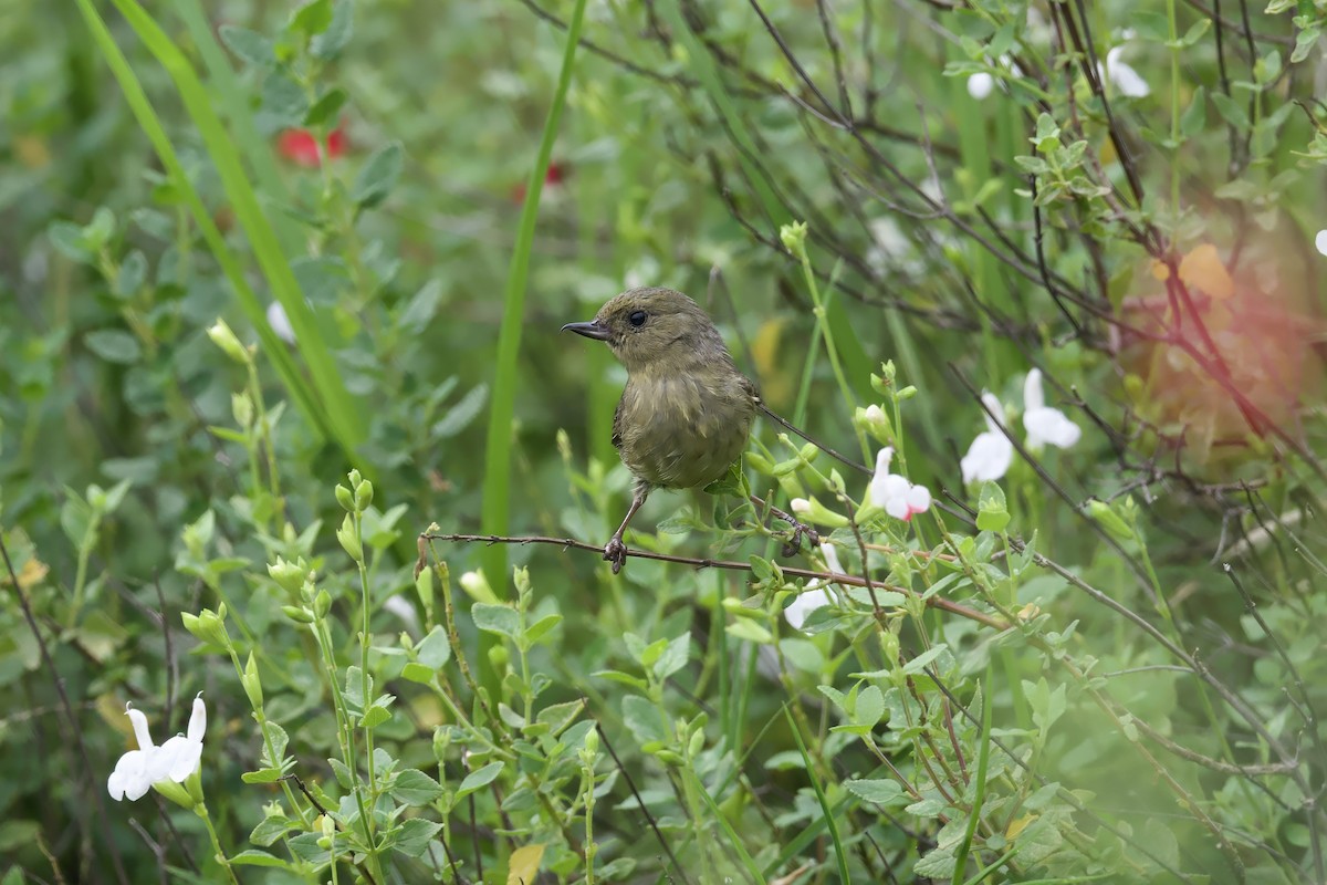 Cinnamon-bellied Flowerpiercer - ML638307910