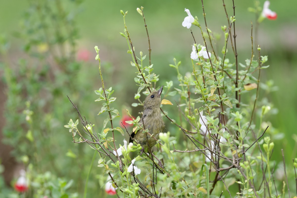 Cinnamon-bellied Flowerpiercer - ML638307911