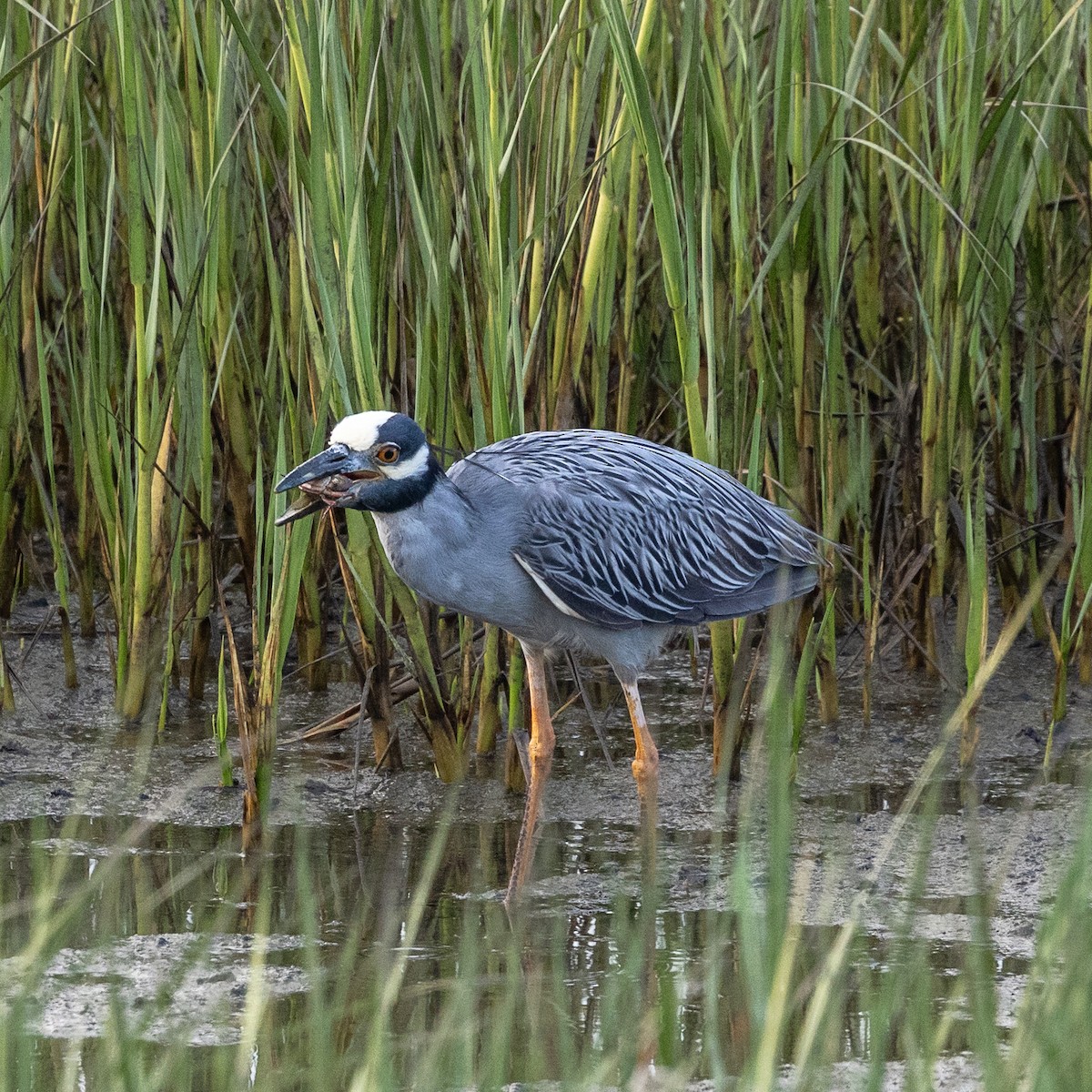 Yellow-crowned Night Heron - ML638307914