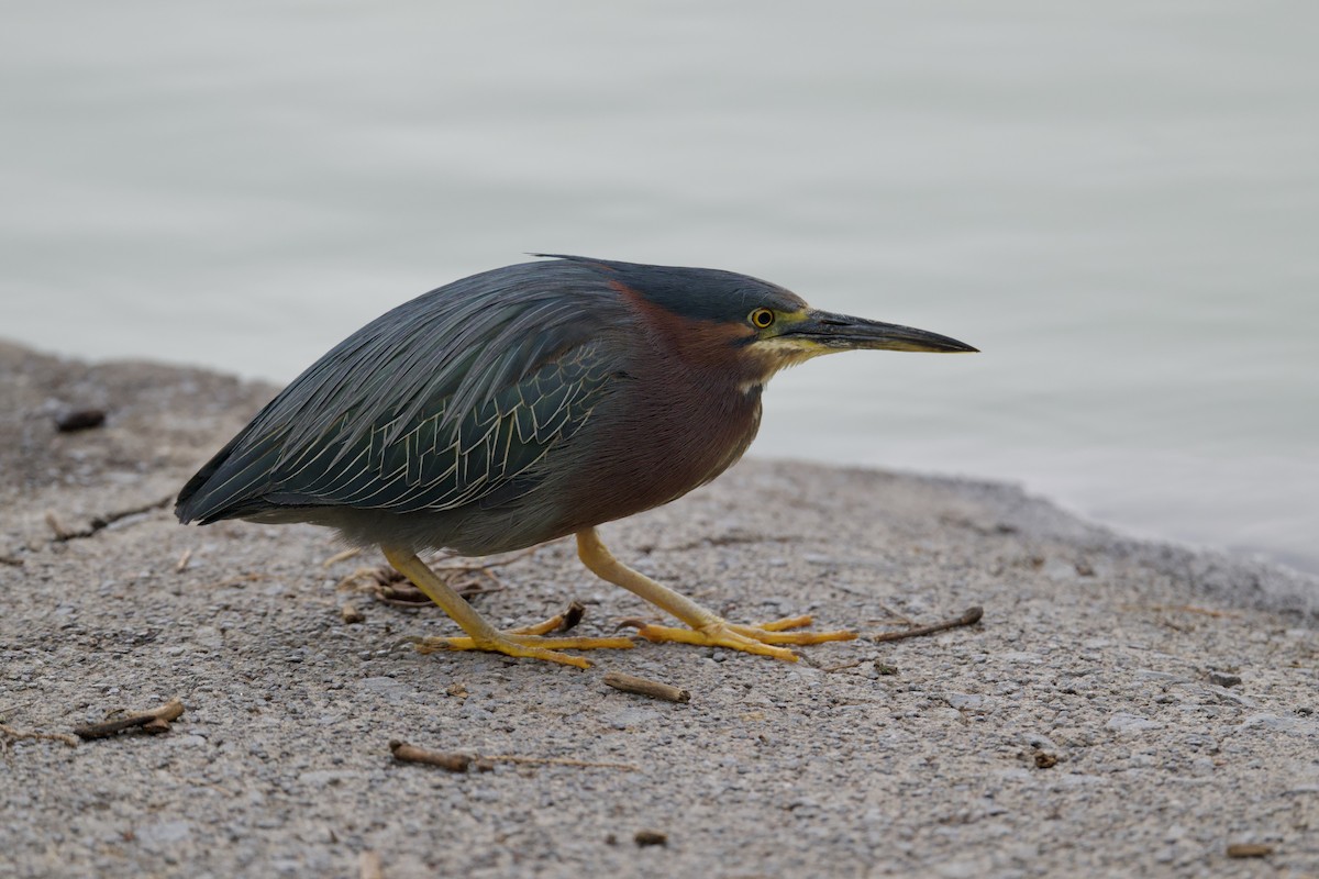 Green Heron - ML638307916