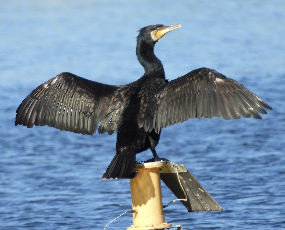 Great Cormorant - ML638307917