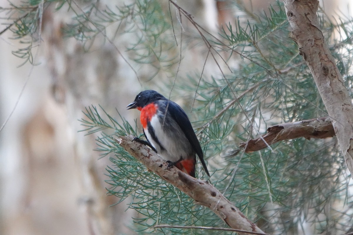 Mistletoebird - ML638307918