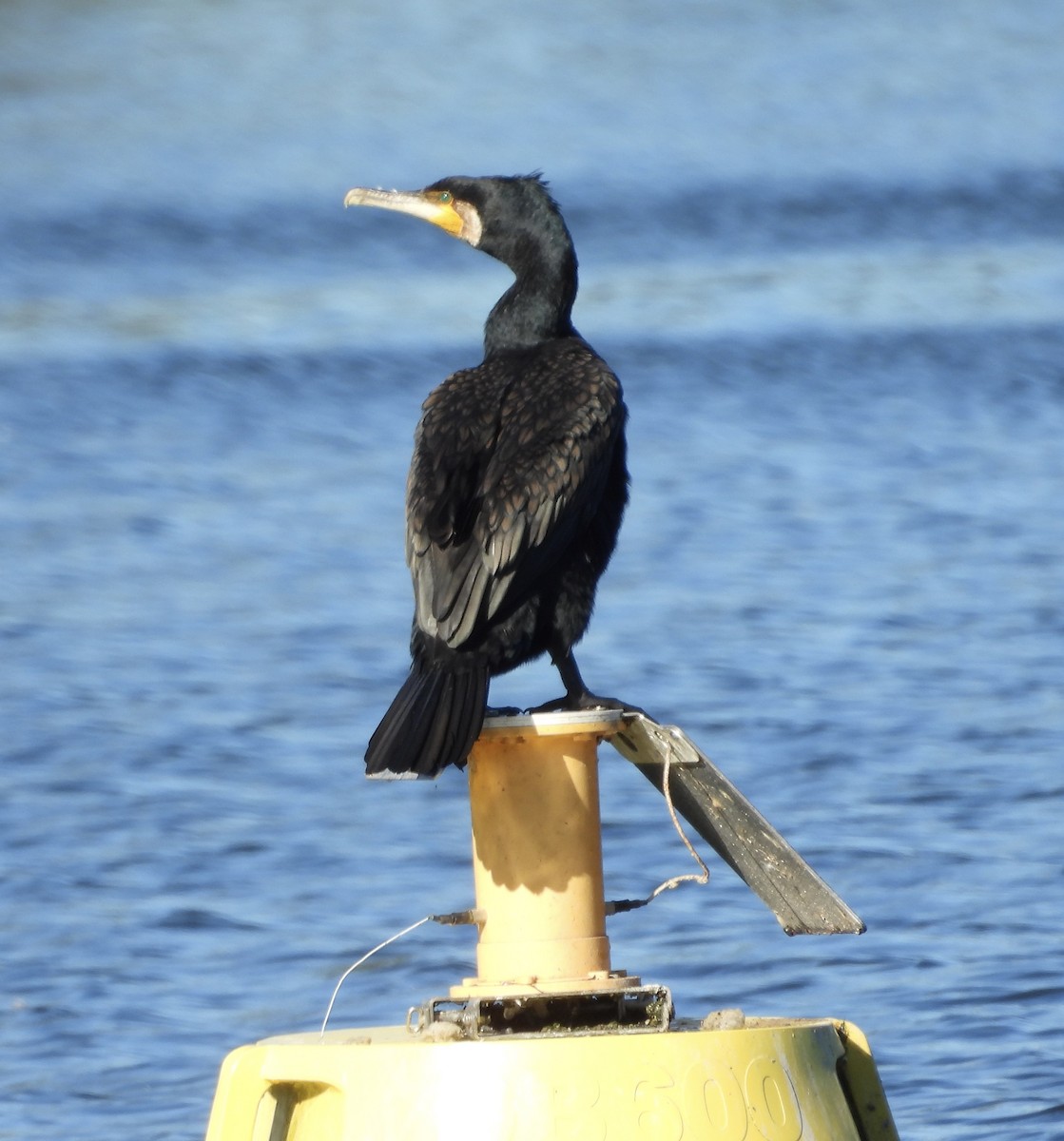 Great Cormorant - ML638307922