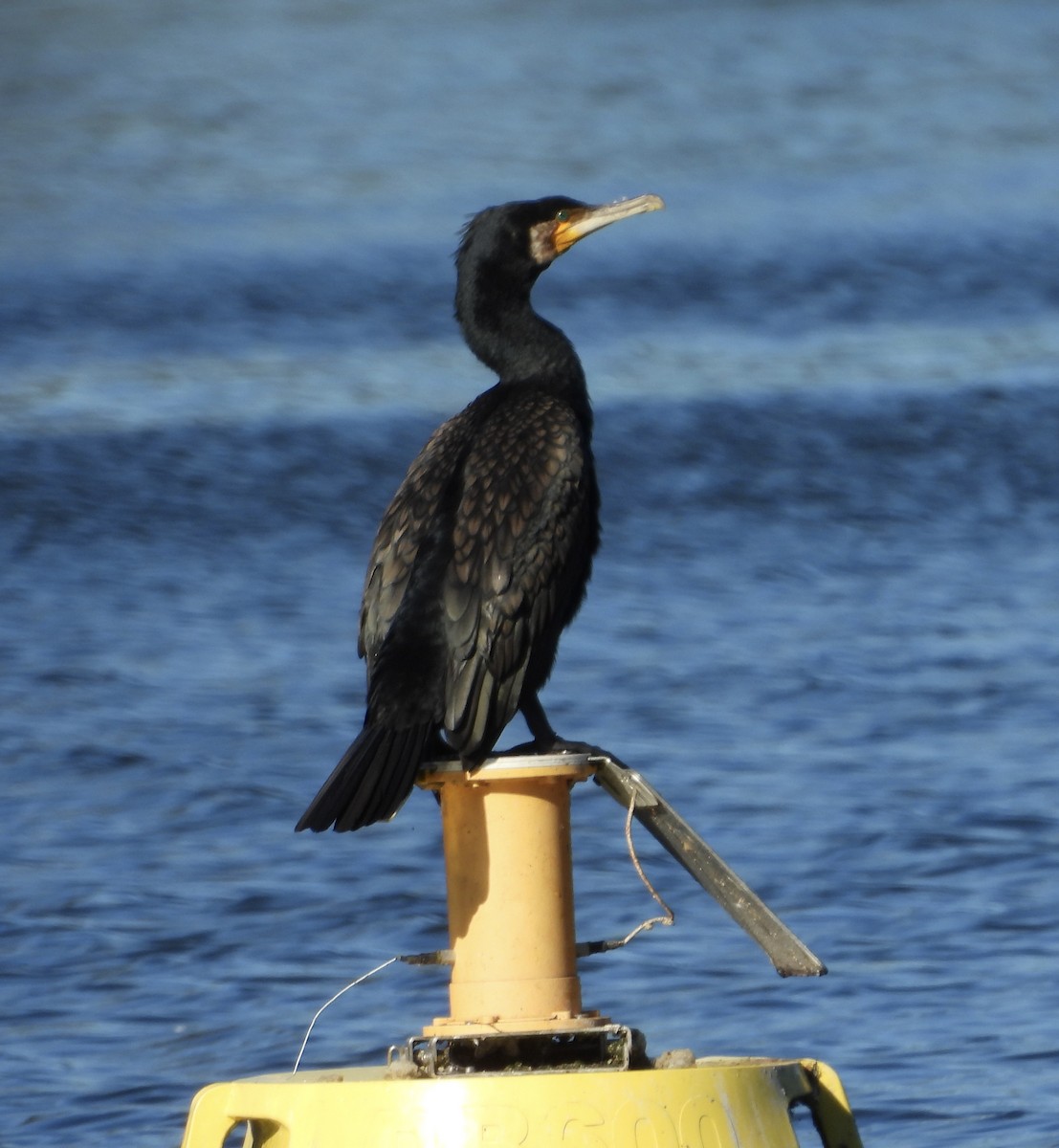 Great Cormorant - ML638307923