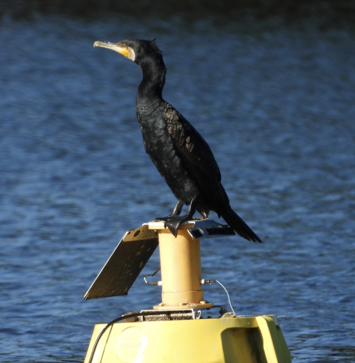 Great Cormorant - ML638307924