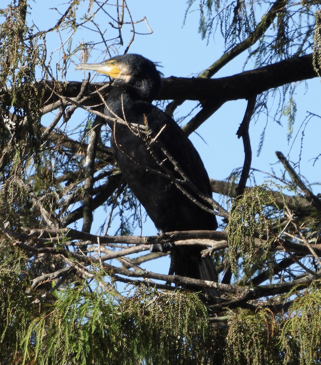 Great Cormorant - ML638307926