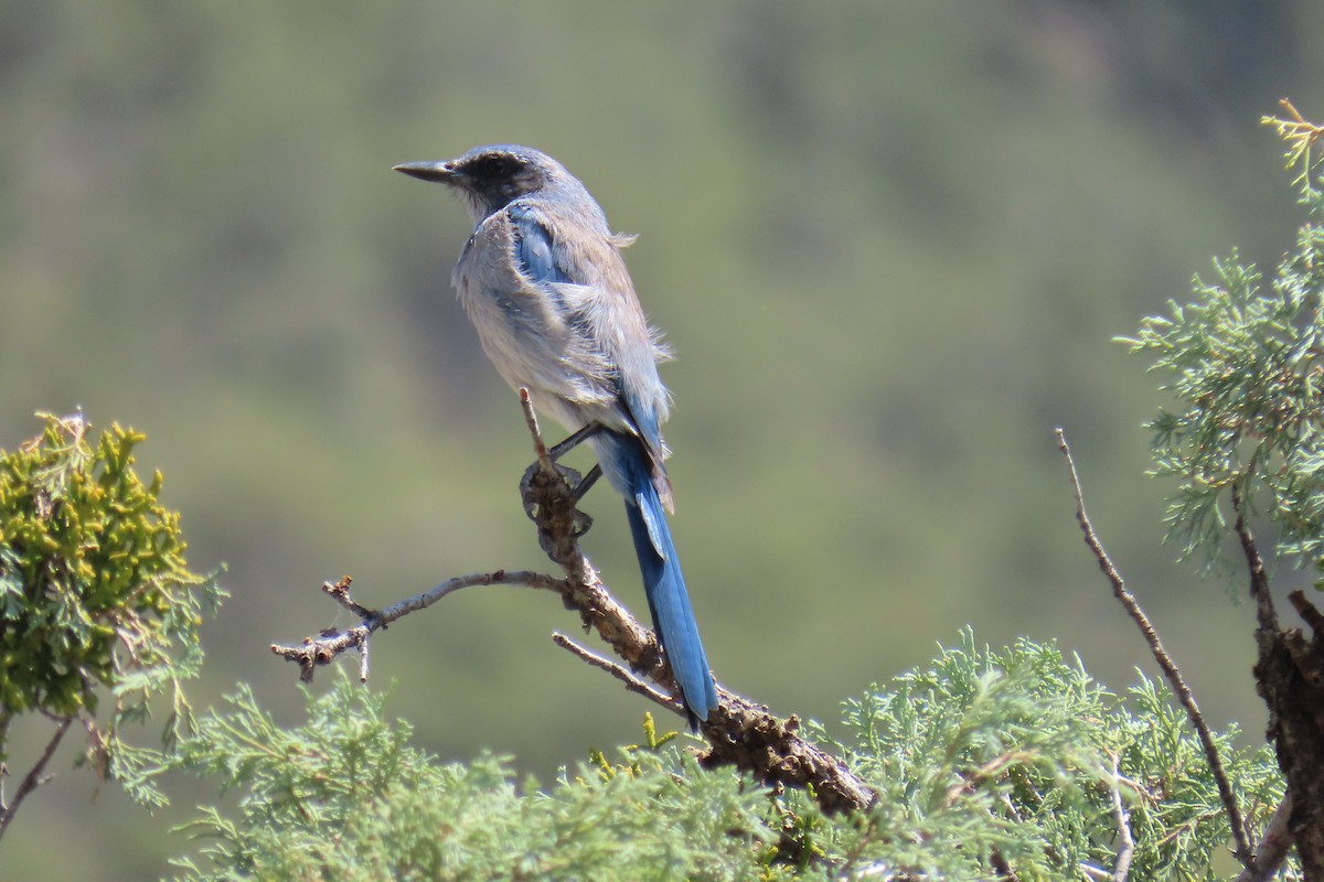 Woodhouse's Scrub-Jay - ML638307962
