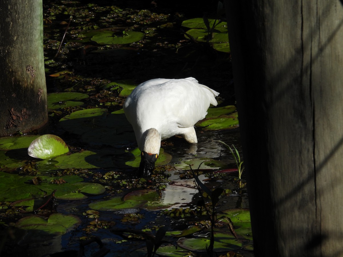 Royal Spoonbill - ML638307963