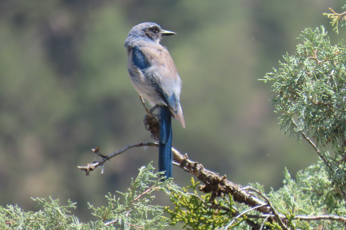 Woodhouse's Scrub-Jay - ML638307966