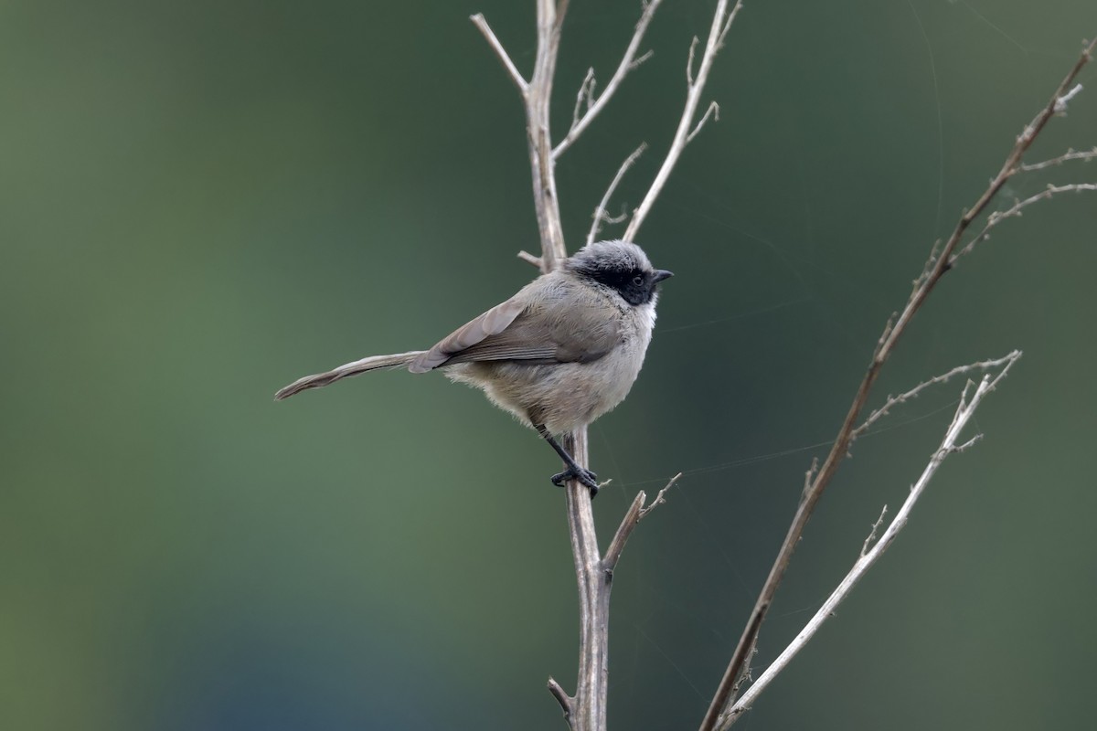 Bushtit (melanotis Group) - ML638307968