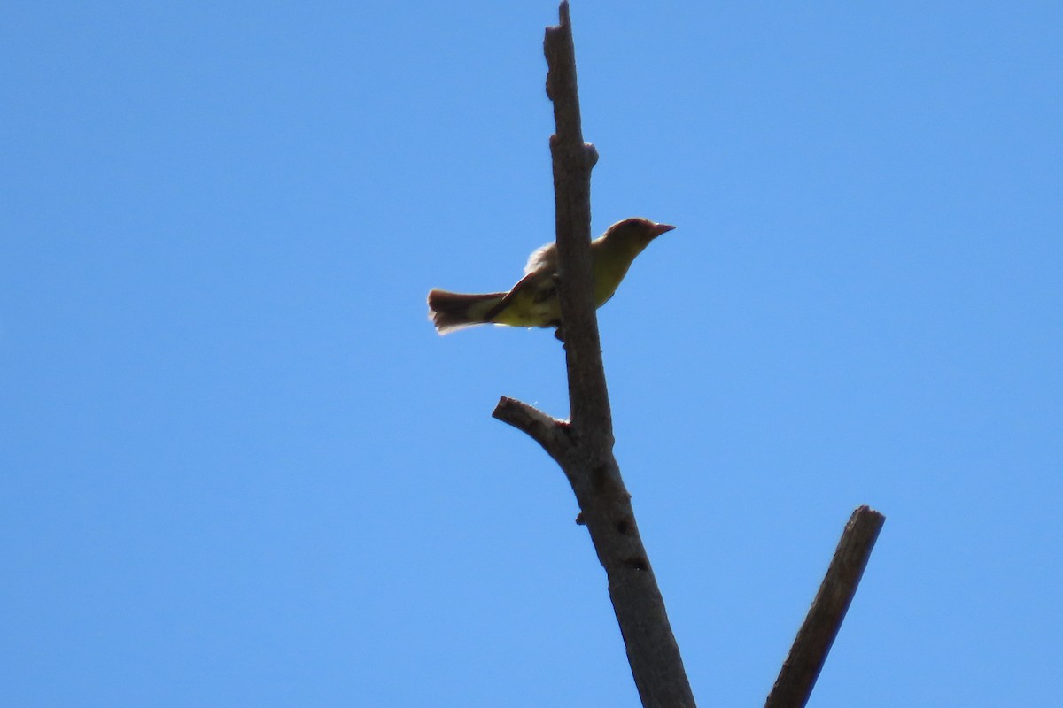 Western Tanager - ML638307971