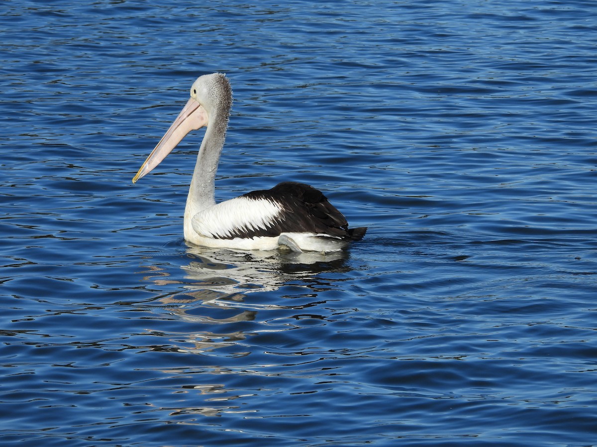 Australian Pelican - ML638307979
