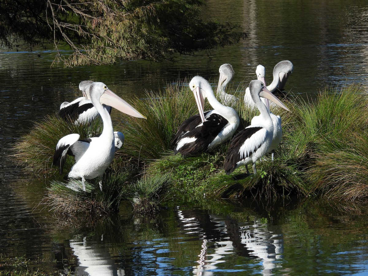 Australian Pelican - ML638307982
