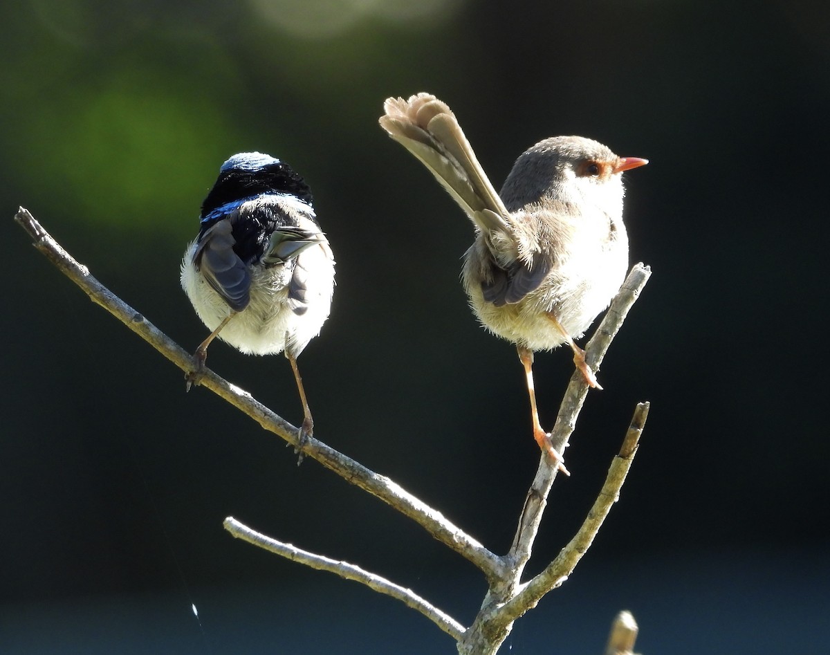Superb Fairywren - ML638307988