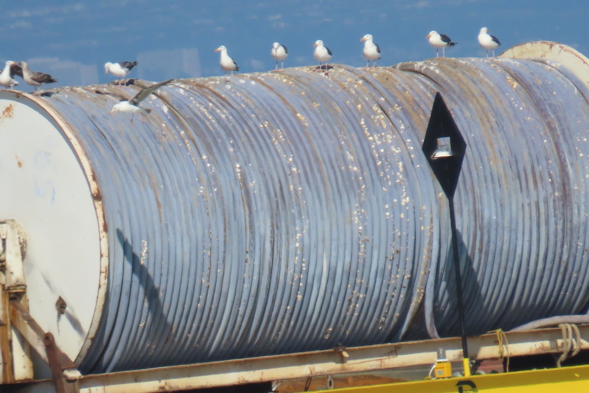 Western Gull - ML638307989