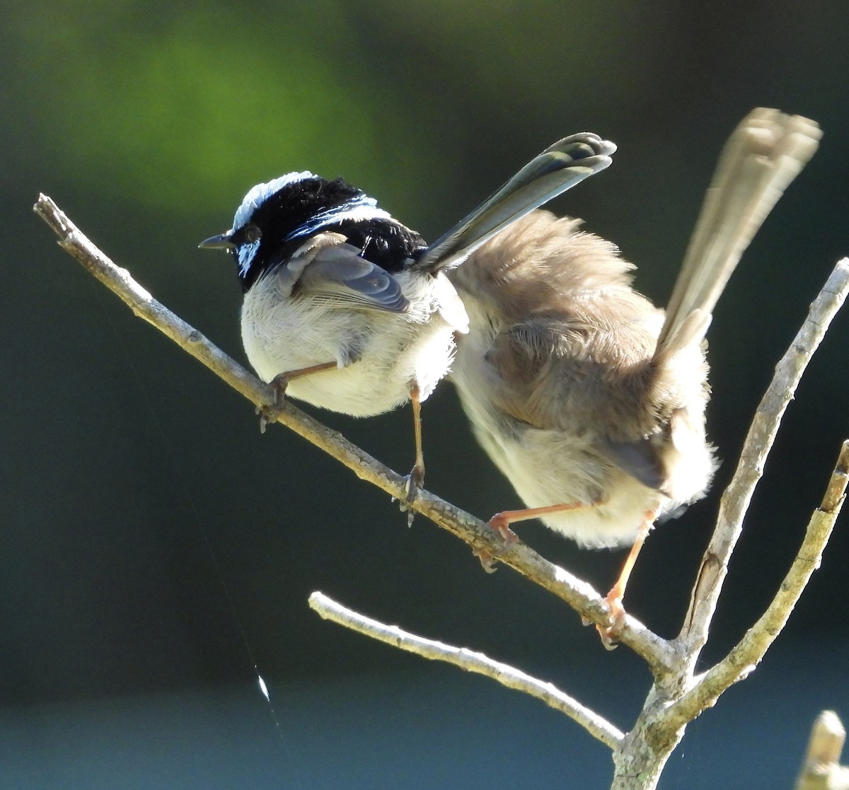 Superb Fairywren - ML638307990