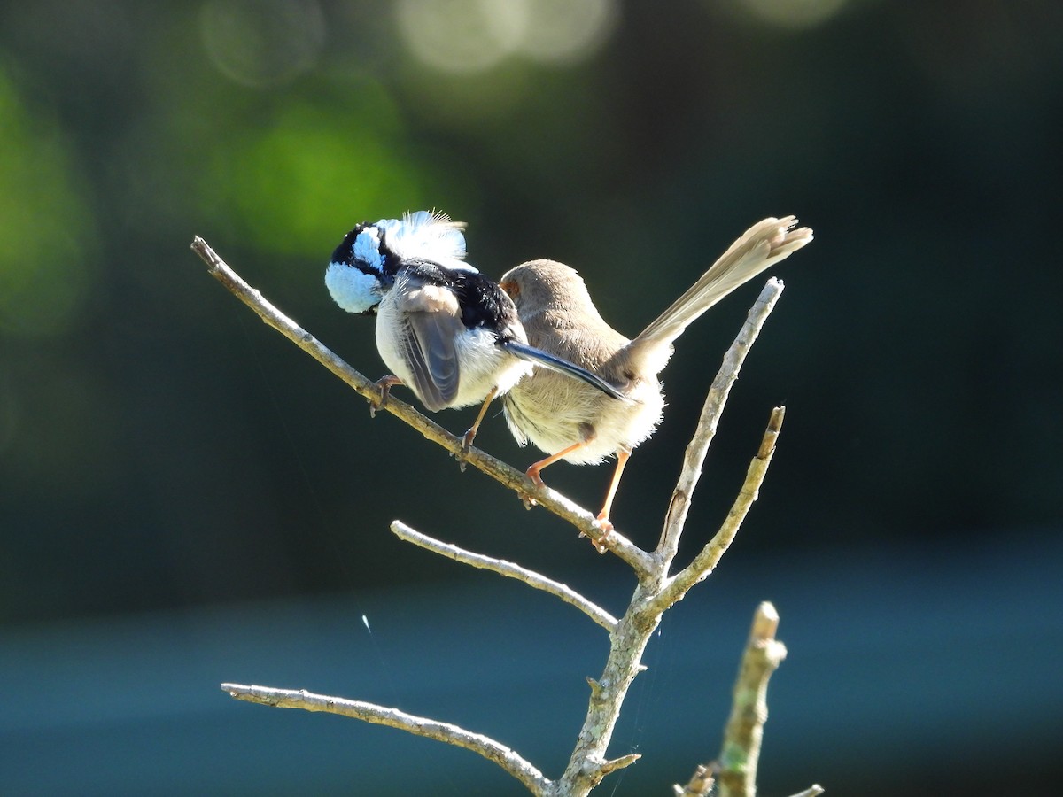 Superb Fairywren - ML638307991