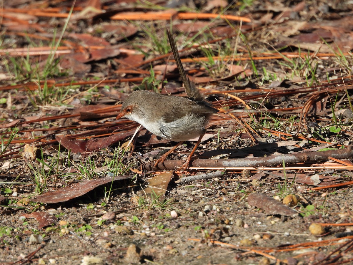 Superb Fairywren - ML638307996