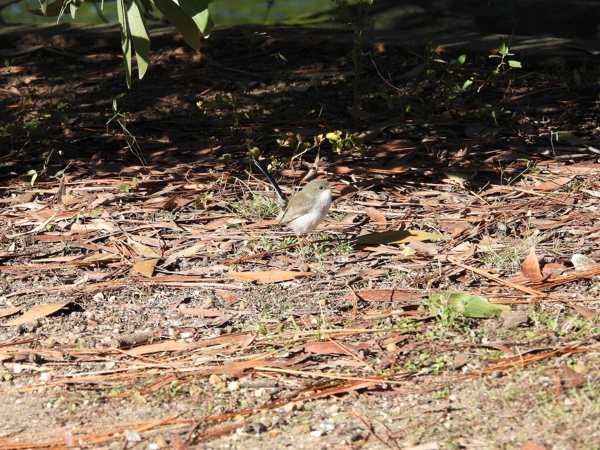 Superb Fairywren - ML638307997