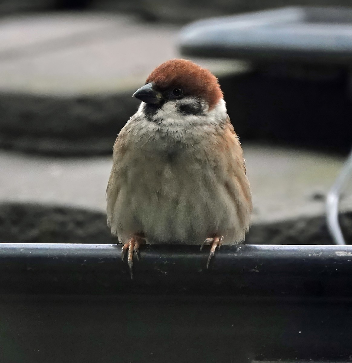 Eurasian Tree Sparrow - ML638308000
