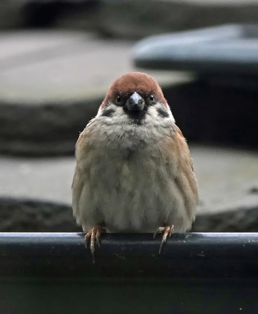 Eurasian Tree Sparrow - ML638308001